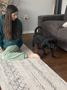 Family companion Dogs in Spokane, coeur D'alene and nationwide