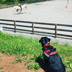 Service Dogs in Spokane, coeur D'alene and nationwide
