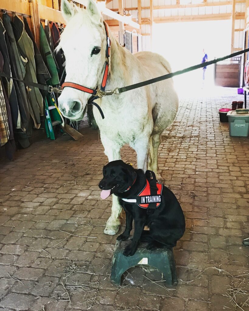 Service Dogs in Spokane, coeur D'alene and nationwide