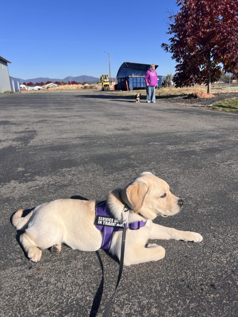 Service dog training in Spokane, WA