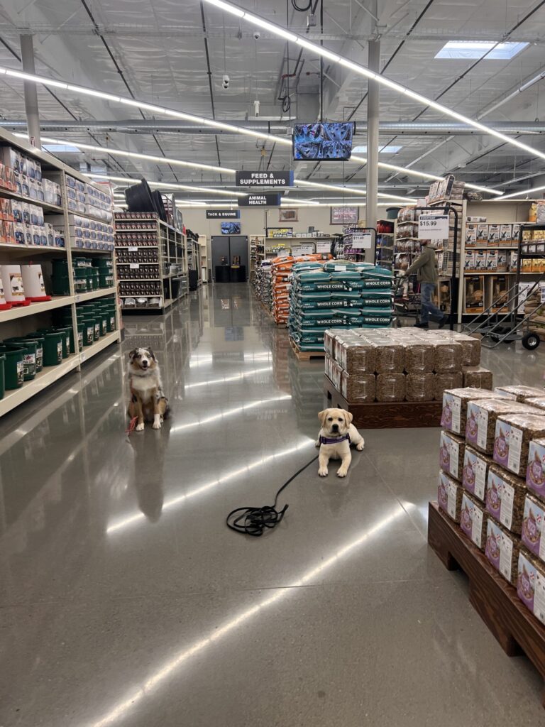 Service dogs in spokane