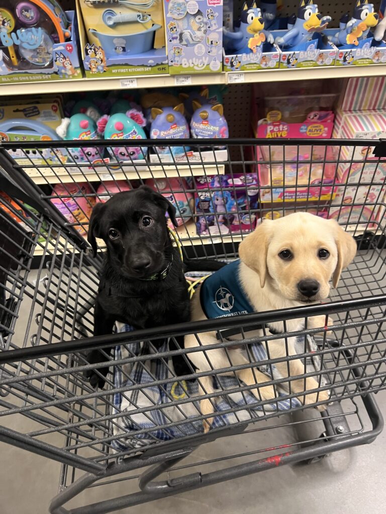 Service Dogs in Spokane, coeur D'alene and nationwide