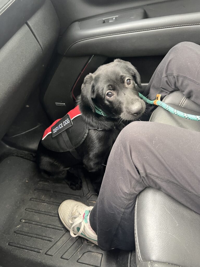 Service Dogs in Spokane, coeur D'alene and nationwide
