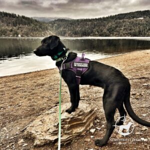 Service dog in training in Coeur d'Alene, Idaho