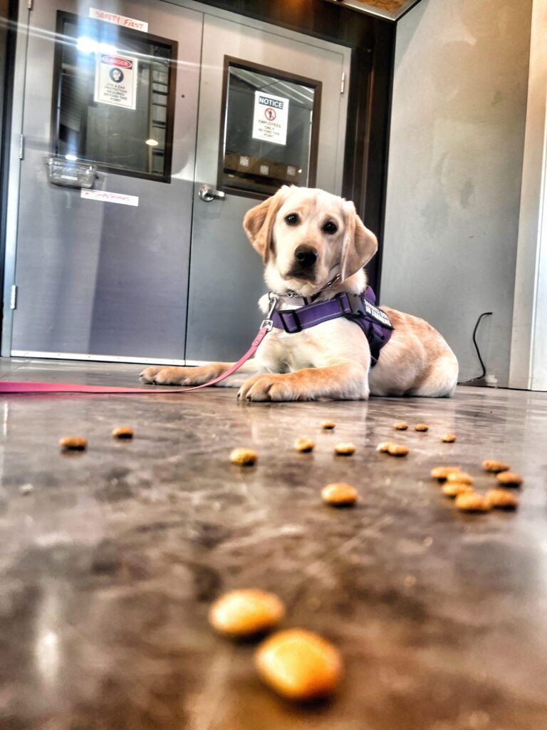 Service dog training in spokane.